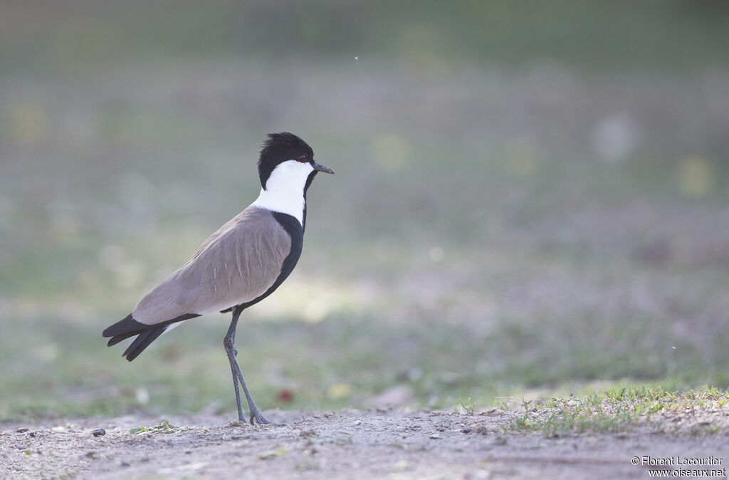 Spur-winged Lapwing