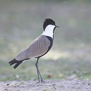 Spur-winged Lapwing