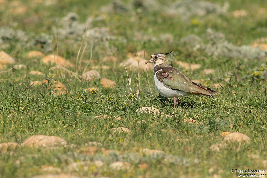 Northern Lapwing