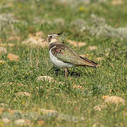 Northern Lapwing