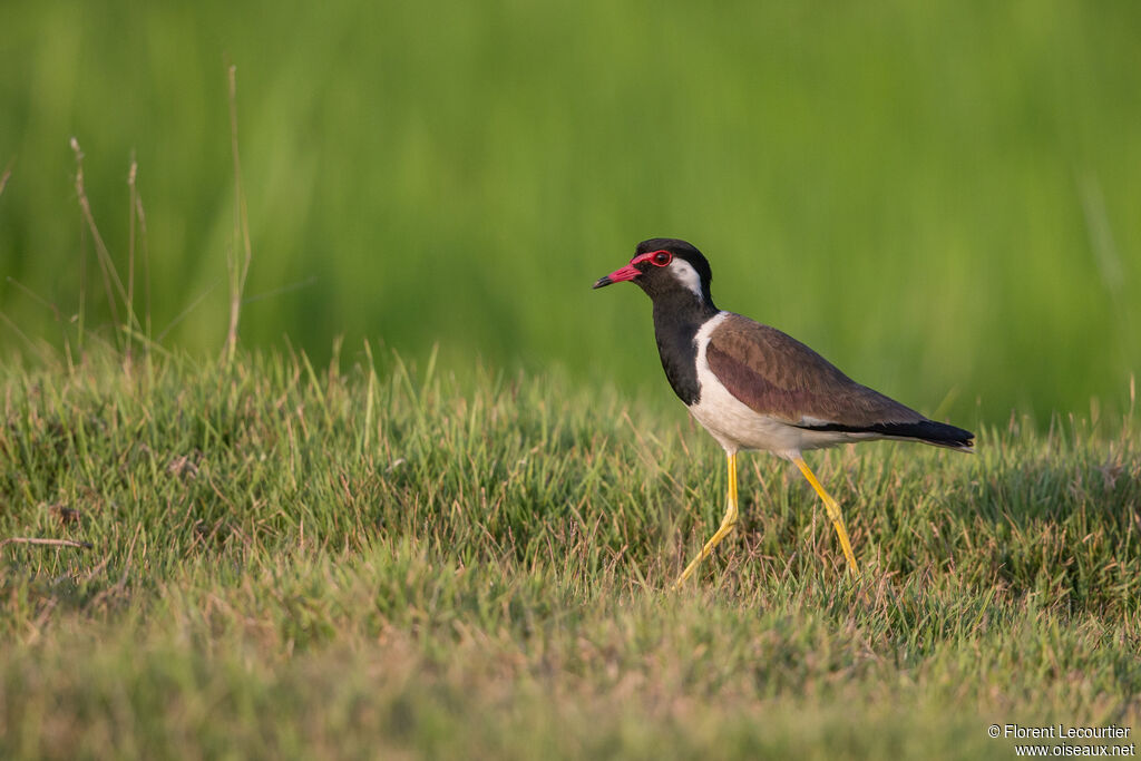 Red-wattled Lapwing