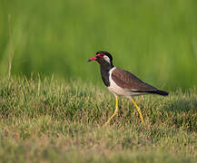 Red-wattled Lapwing