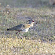 Southern Lapwing