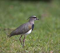 Southern Lapwing