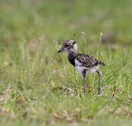 Southern Lapwing