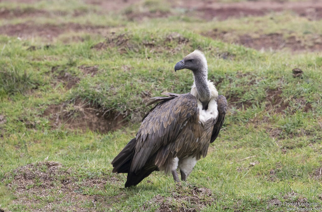 White-backed Vulture