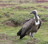 White-backed Vulture