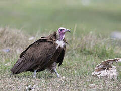 Vautour charognard