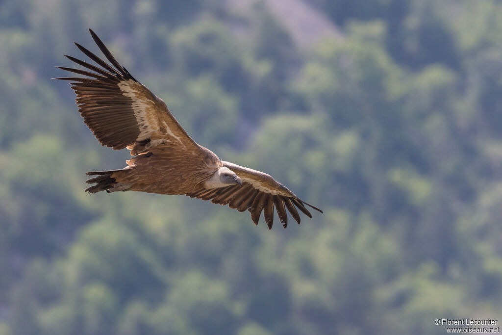 Vautour fauve