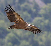 Griffon Vulture