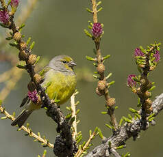 Venturon montagnard