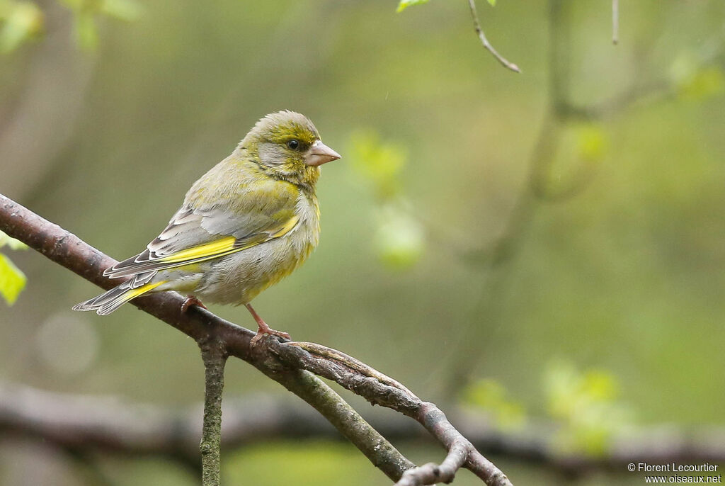 European Greenfinch