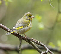 European Greenfinch