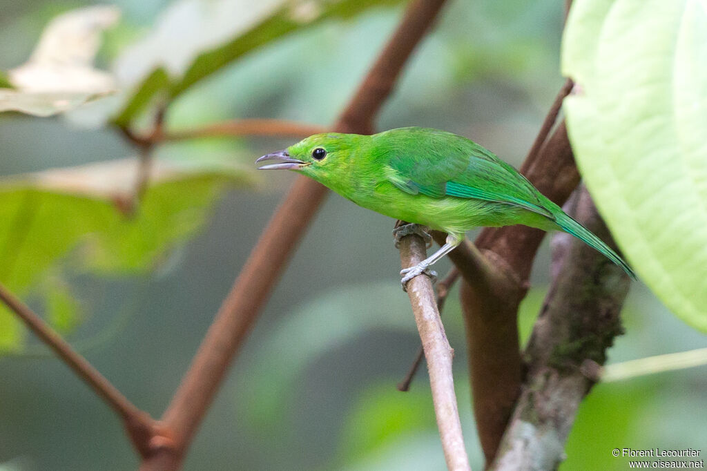 Blue-winged Leafbird female adult