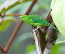 Verdin à ailes bleues