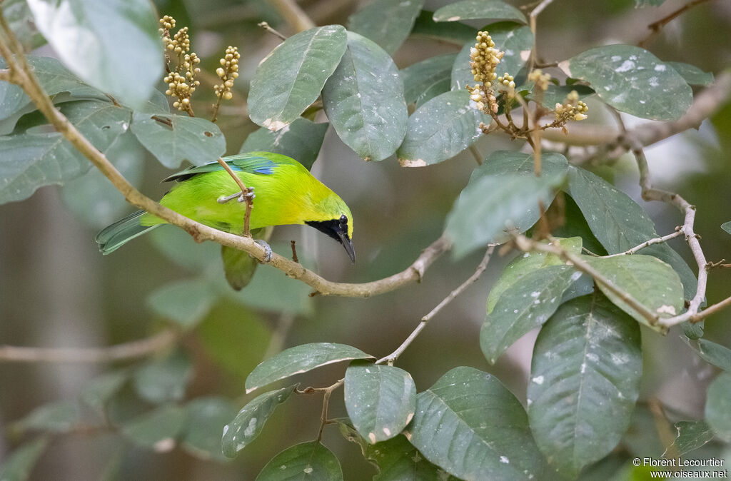 Verdin à ailes bleues mâle