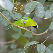 Blue-winged Leafbird