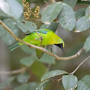 Verdin à ailes bleues