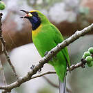 Verdin à front d'or