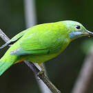Verdin de Hardwick
