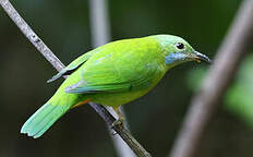 Verdin de Hardwick