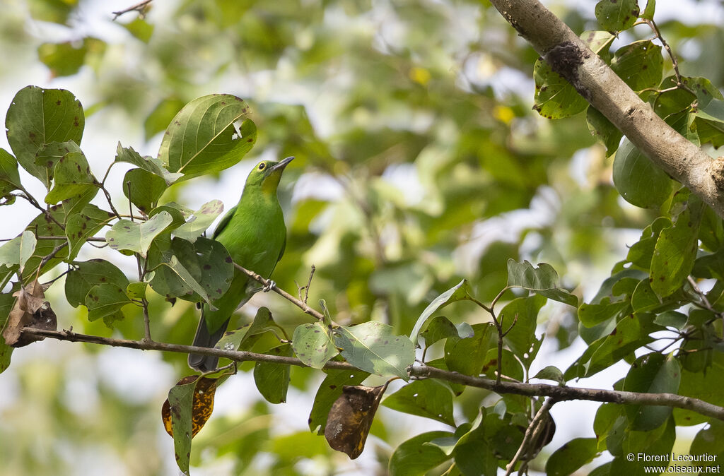 Greater Green Leafbird