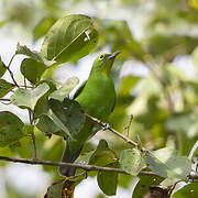 Greater Green Leafbird