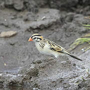 Pin-tailed Whydah