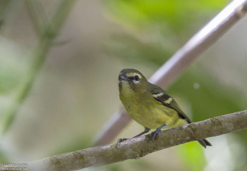 Yellow-winged Vireoadult, close-up portrait, pigmentation