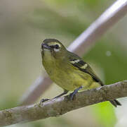 Yellow-winged Vireo