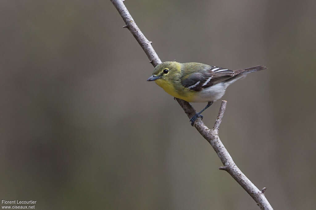 Yellow-throated Vireoadult, identification