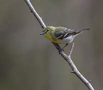 Yellow-throated Vireo