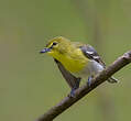 Viréo à gorge jaune