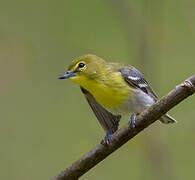 Yellow-throated Vireo