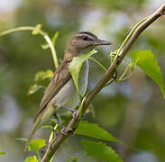 Black-whiskered Vireo