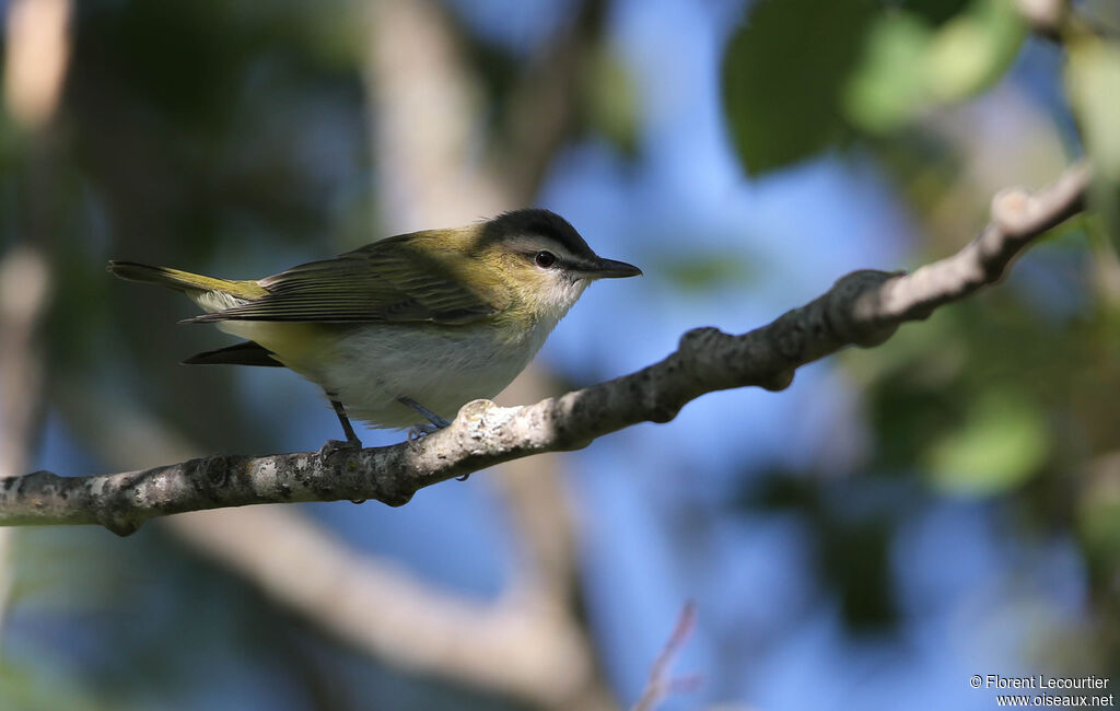 Red-eyed Vireo