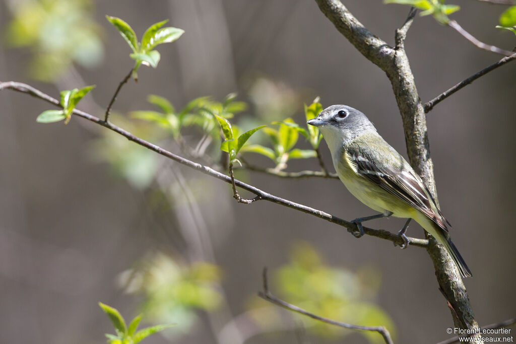 Blue-headed Vireo