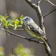 Blue-headed Vireo