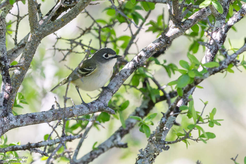 Black-capped Vireo female adult breeding