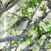 Black-capped Vireo