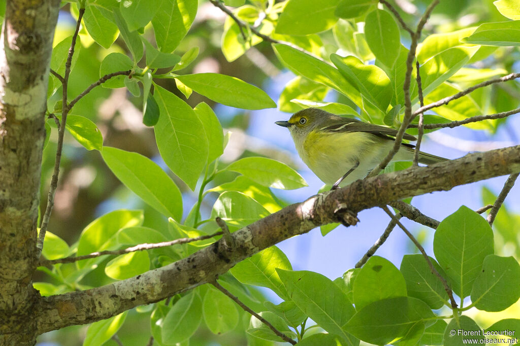 White-eyed Vireo