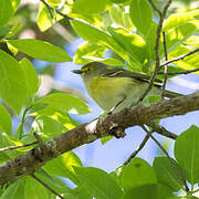 White-eyed Vireo