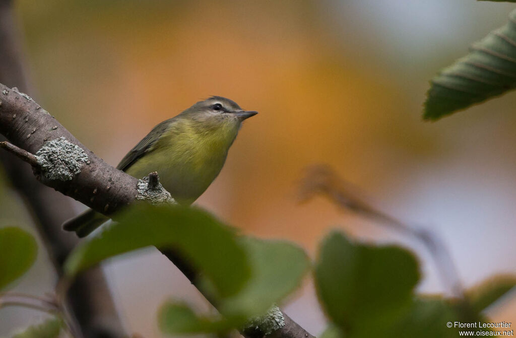 Philadelphia Vireo