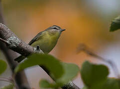 Philadelphia Vireo