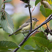 Philadelphia Vireo