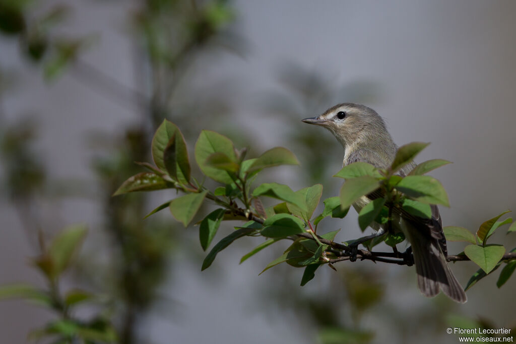 Warbling Vireo