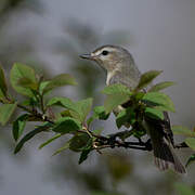 Warbling Vireo