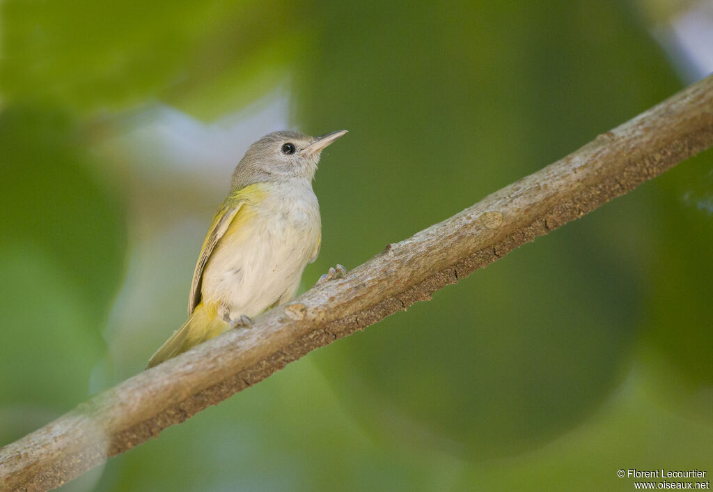 Lesser Greenlet