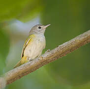 Lesser Greenlet