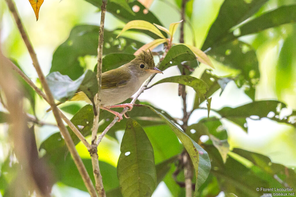 White-bellied Erpornis